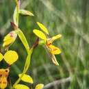 Plancia ëd Diuris chrysantha D. L. Jones & M. A. Clem.