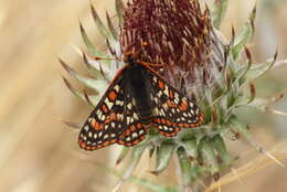 Image de Euphydryas editha (Boisduval 1852)