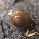 Image of Land snail