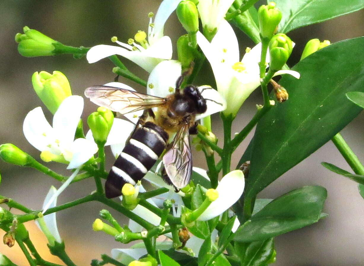 Image of Apis dorsata breviligula (Maa 1953)