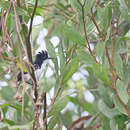 Image of Black-and-white Antbird