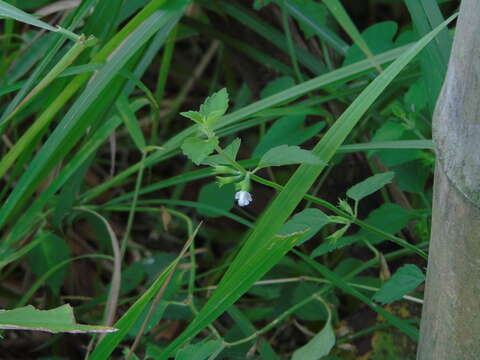 Image of Leucas decemdentata (Willd.) Sm.