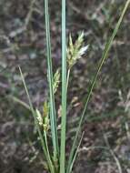 Image of Sand Flat Sedge