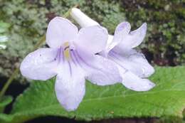 Plancia ëd Streptocarpus cyaneus S. Moore