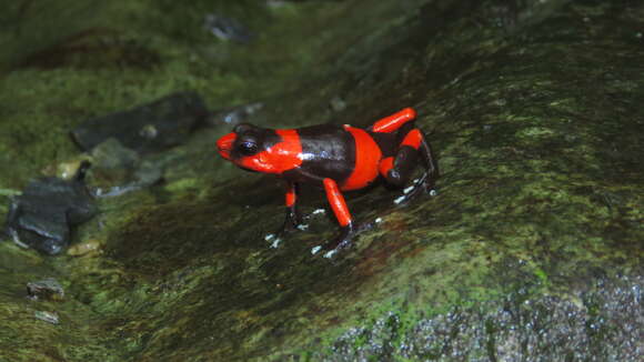 Image of Lehmann's Poison Frog