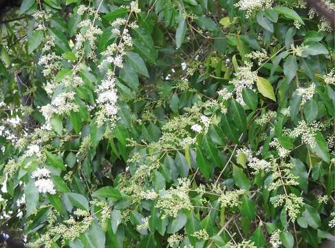 Image of Ligustrum lianum P. S. Hsu