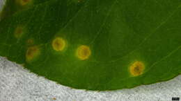 Puccinia kusanoi Dietel 1899的圖片