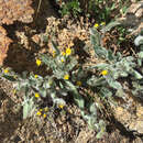 Image of prickly hawkweed