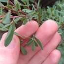 Sivun Leptospermum glaucescens S. Schauer kuva