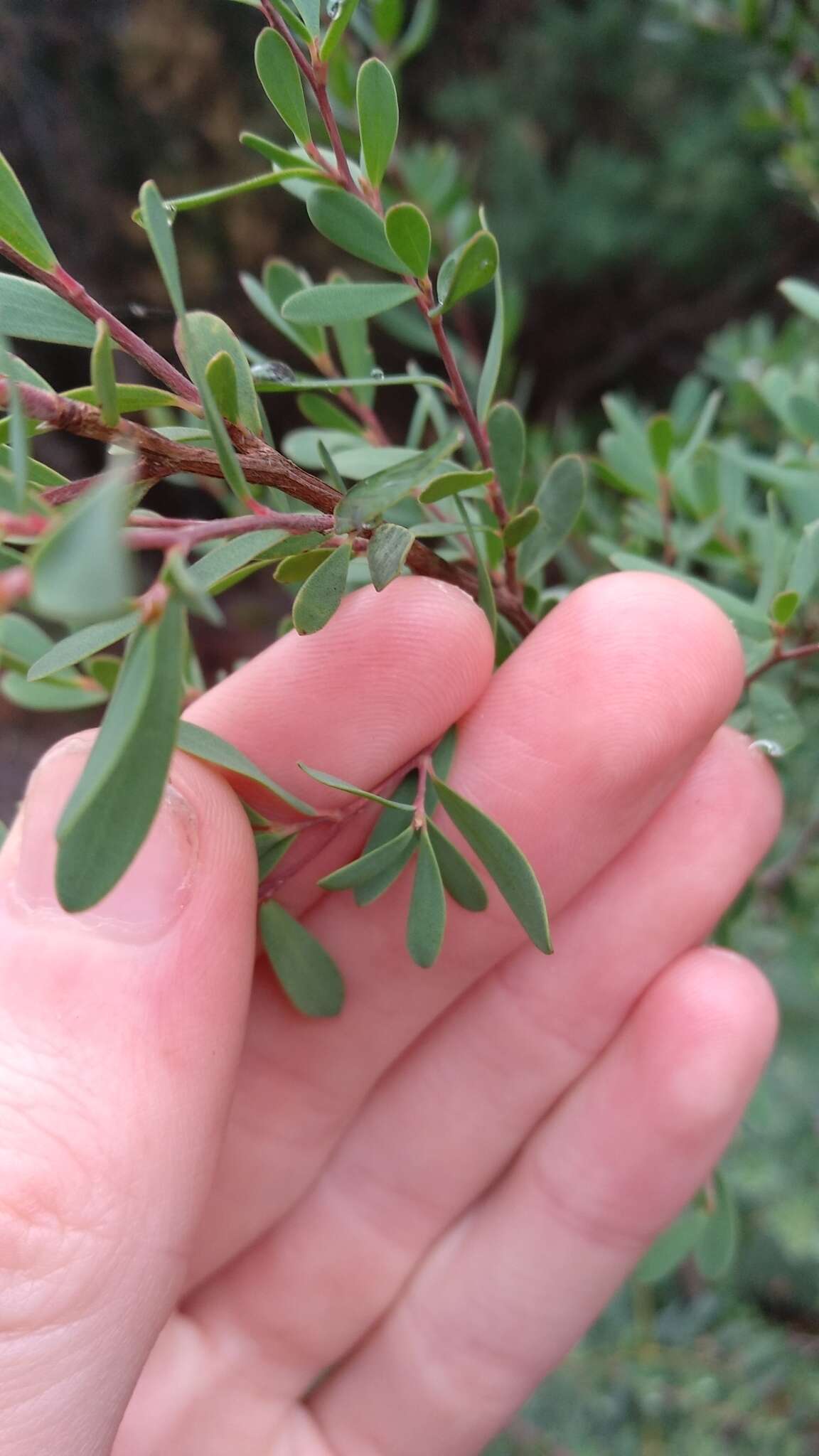 Sivun Leptospermum glaucescens S. Schauer kuva