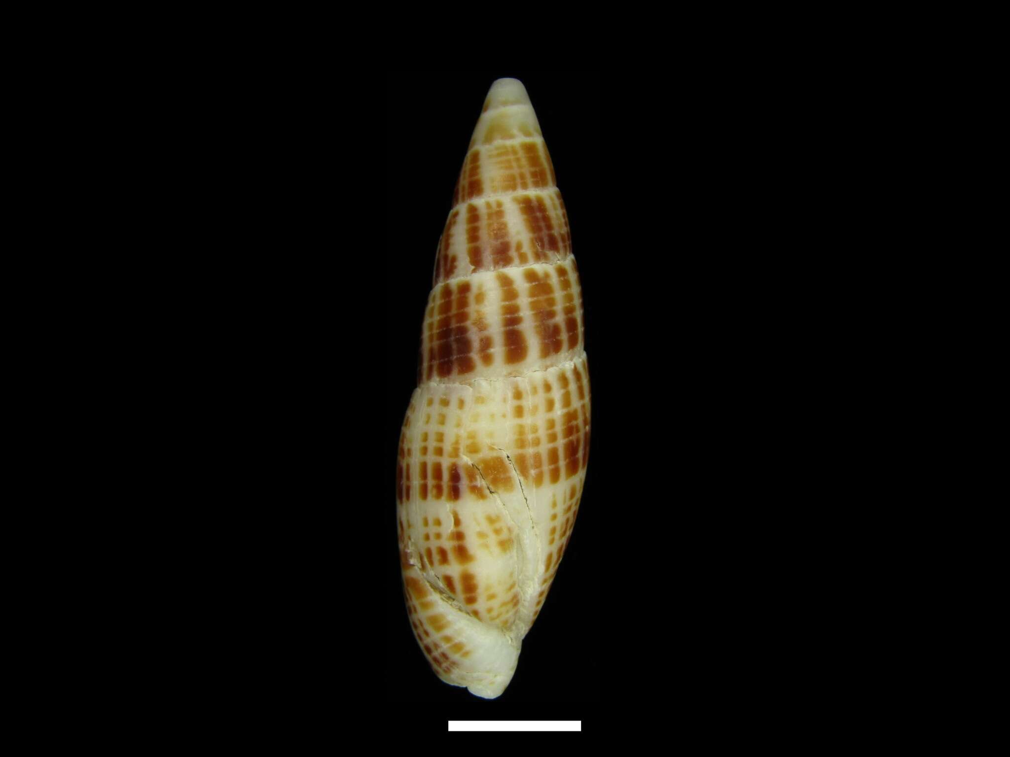 Image of Nebularia inquinata (Reeve 1844)
