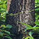 Image of Brown Alder
