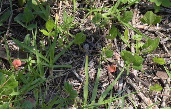 Image of variableleaf bushbean