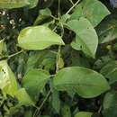 Image of Passiflora nitida Kunth