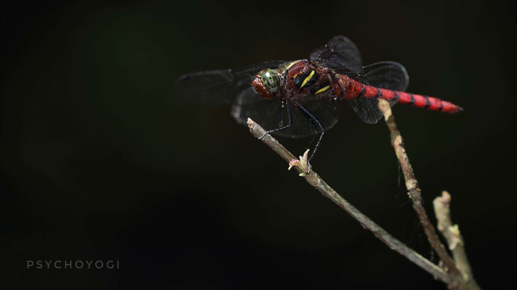 Image de Onychothemis culminicola Förster 1904