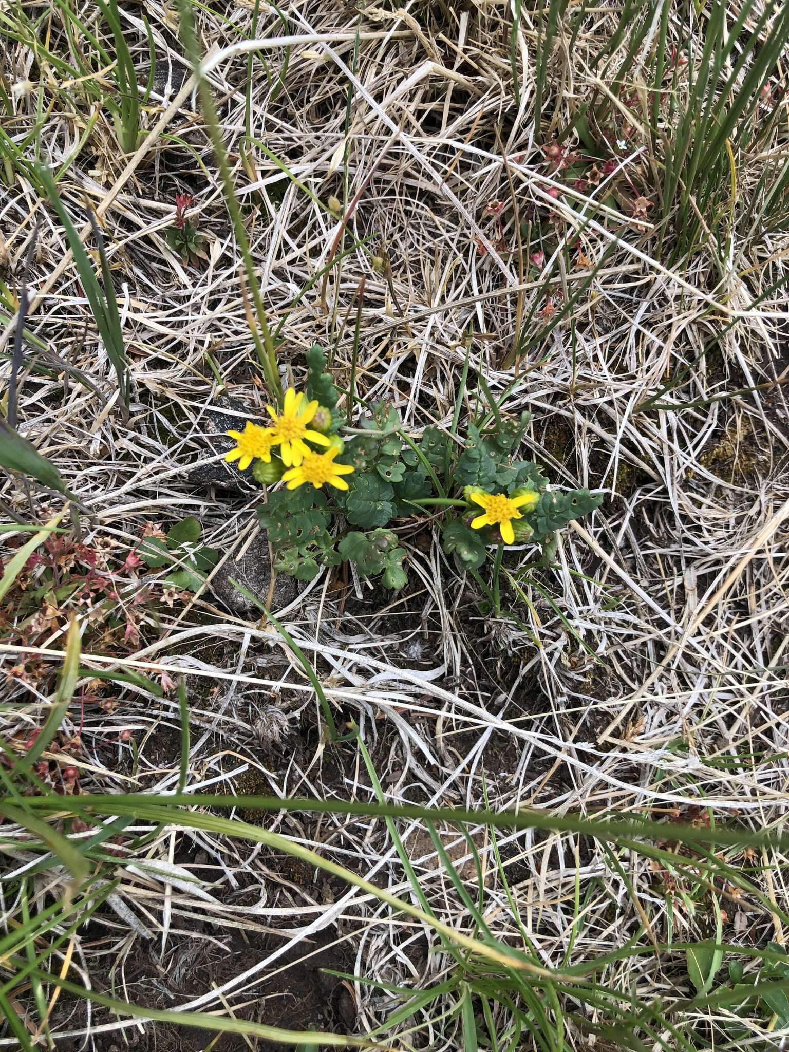 Image of burnet ragwort