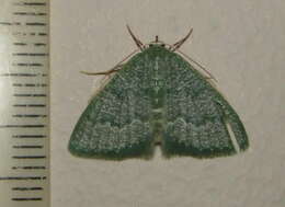 Image of Chlorissa albistrigulata Warren 1897