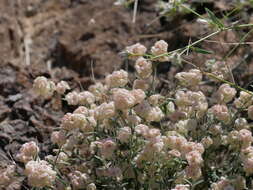 Image of Plocama hymenostephana (Jaub. & Spach) M. Backlund & Thulin