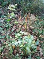 Image of Cabbage Thistle