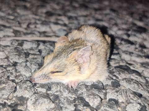 Image of Stripe-faced Dunnart