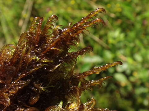 Image of <i>Sarmentypnum exannulatum</i>