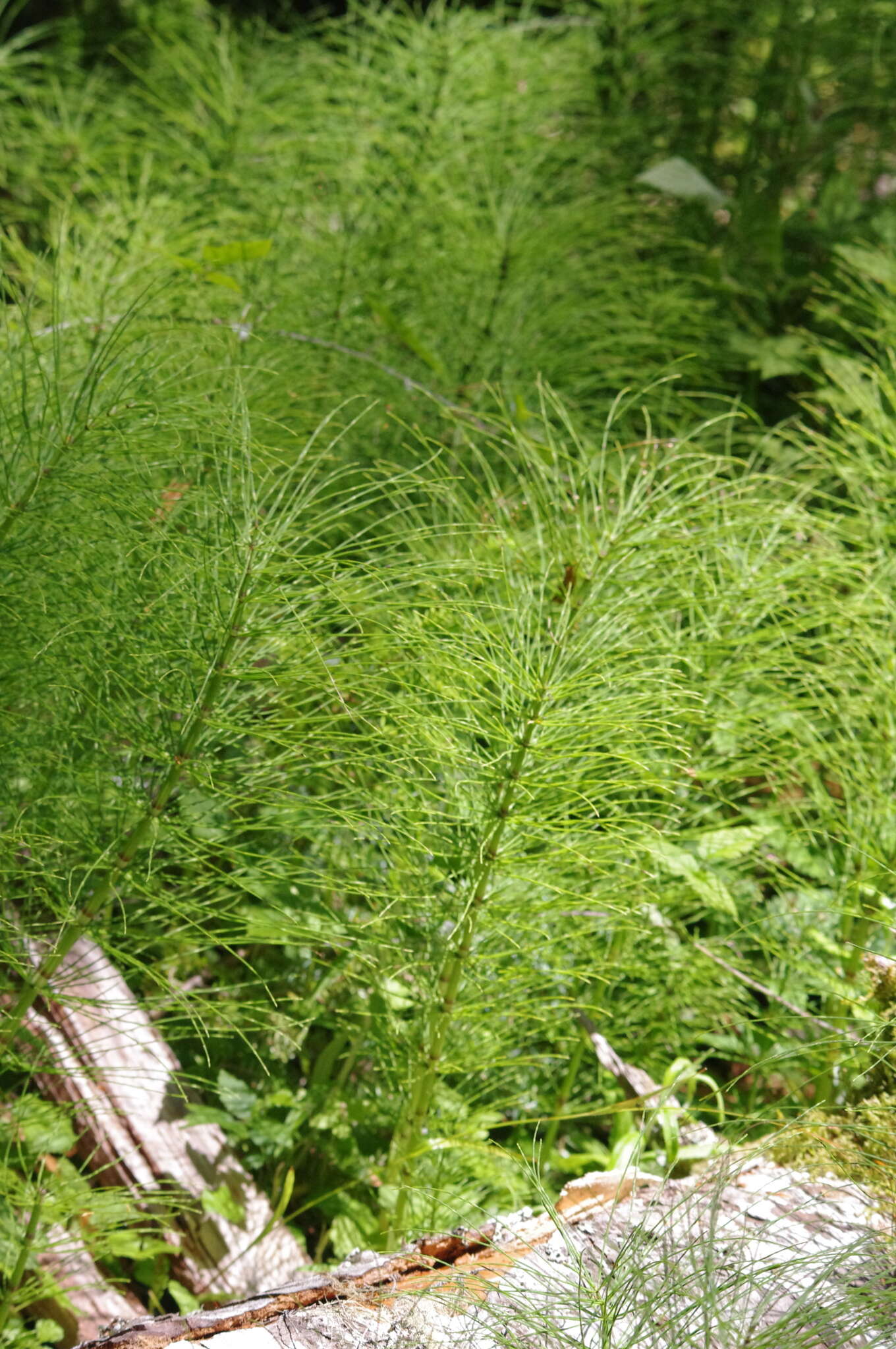 Image of giant horsetail