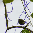 Image of Scarlet-crowned Barbet