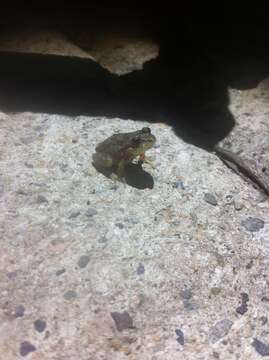 Image of Lowland Burrowing Treefrog