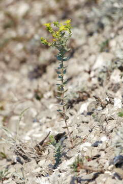 Plancia ëd Linaria cretacea Fischer ex Sprengel