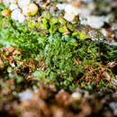 Image of Appalachian shoestring fern