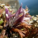 صورة Aphyllon californicum subsp. californicum