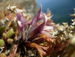 Imagem de Aphyllon californicum subsp. californicum