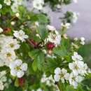 Image de Crataegus media Bechst.