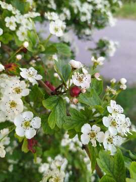 Imagem de Crataegus media Bechst.