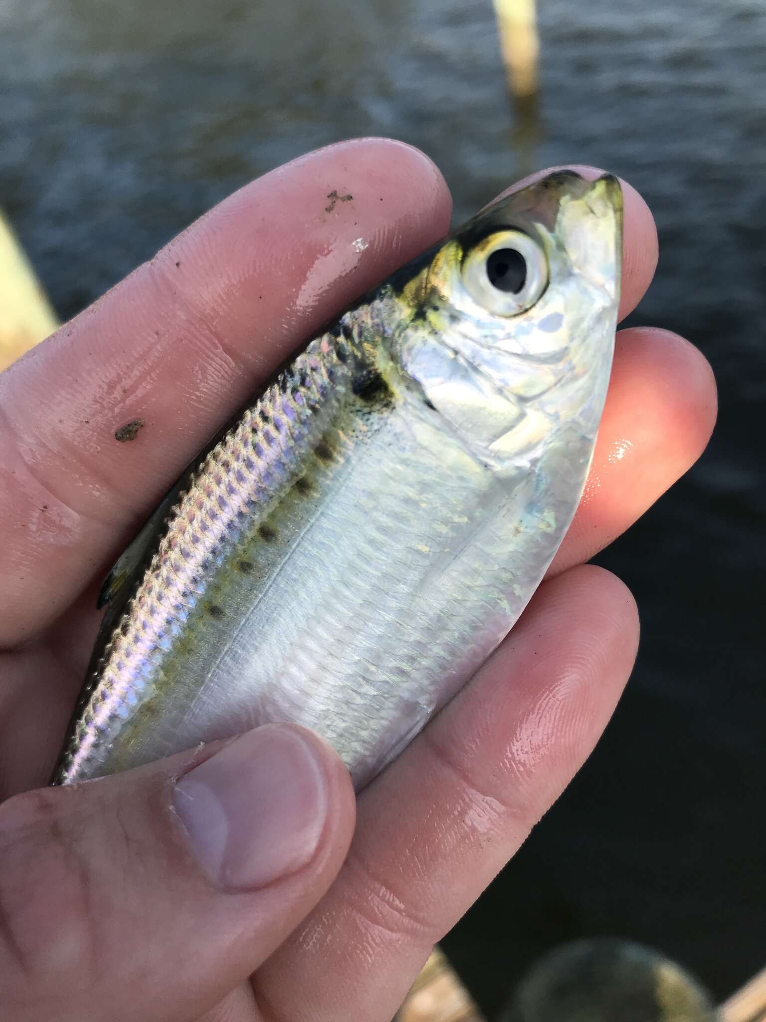 Image of Atlantic Thread Herring