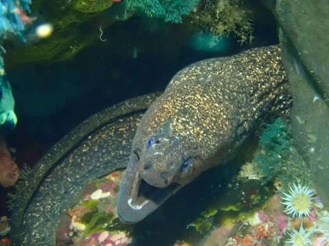 Image of Griffin&#39;s moray