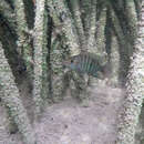 Image of Emerald cichlid