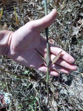 Слика од Hypenia macrantha (A. St.-Hil. ex Benth.) Harley