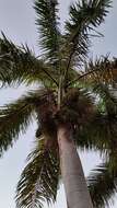 Image of Puerto Rico royal palm