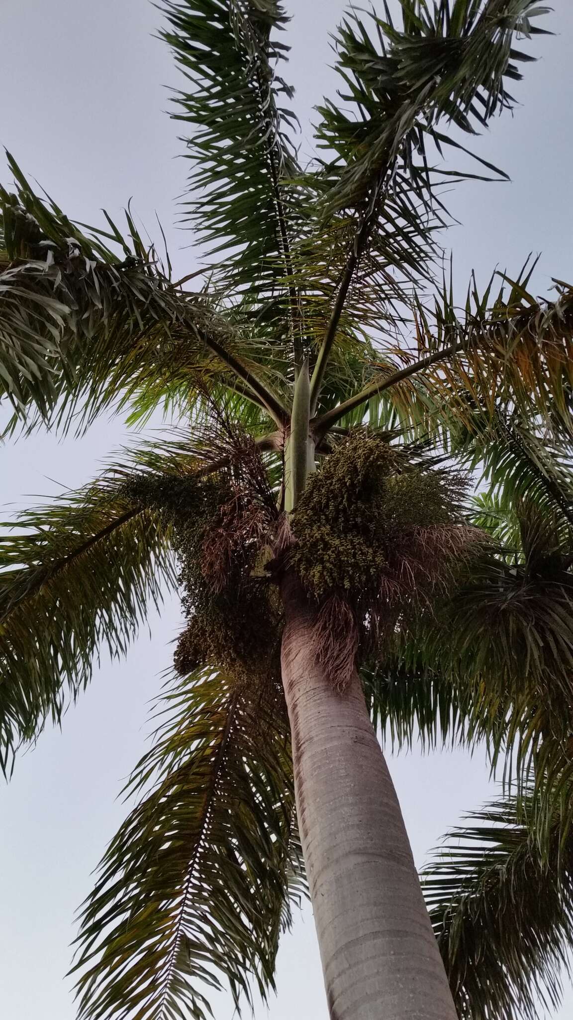 Image of Puerto Rico royal palm