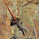 Image of Copper-Tailed Skink