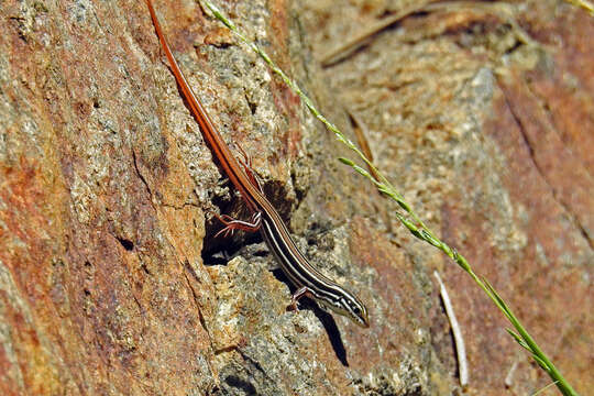 Imagem de Ctenotus taeniolatus (White 1790)