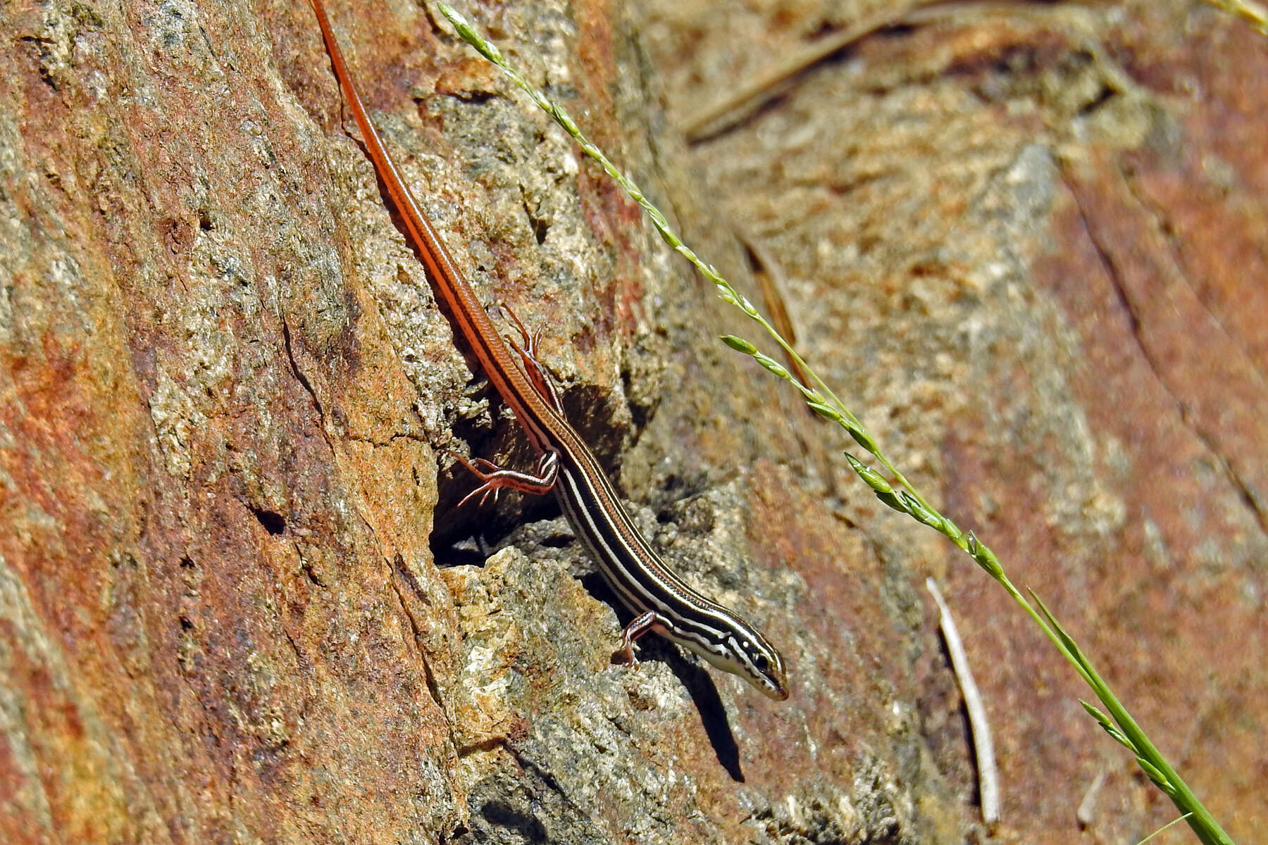 صورة Ctenotus taeniolatus (White 1790)