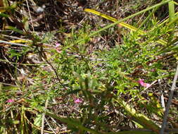 Imagem de Indigofera angustifolia L.