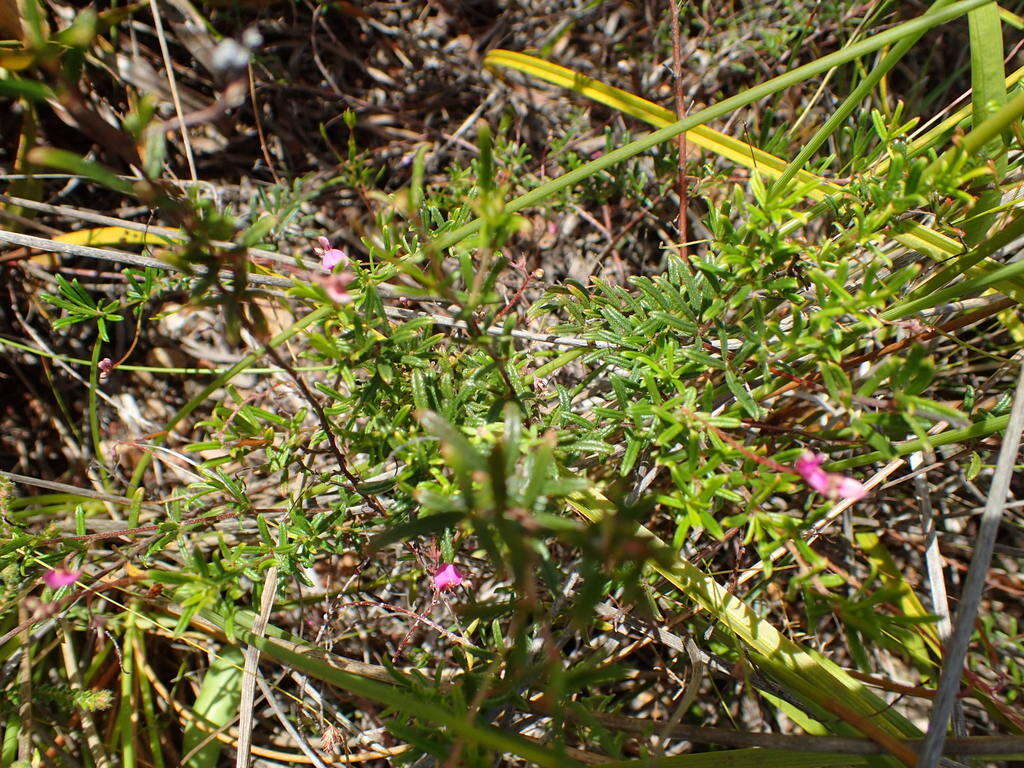 Imagem de Indigofera angustifolia L.