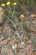 Image of Helichrysum moeserianum Thell.