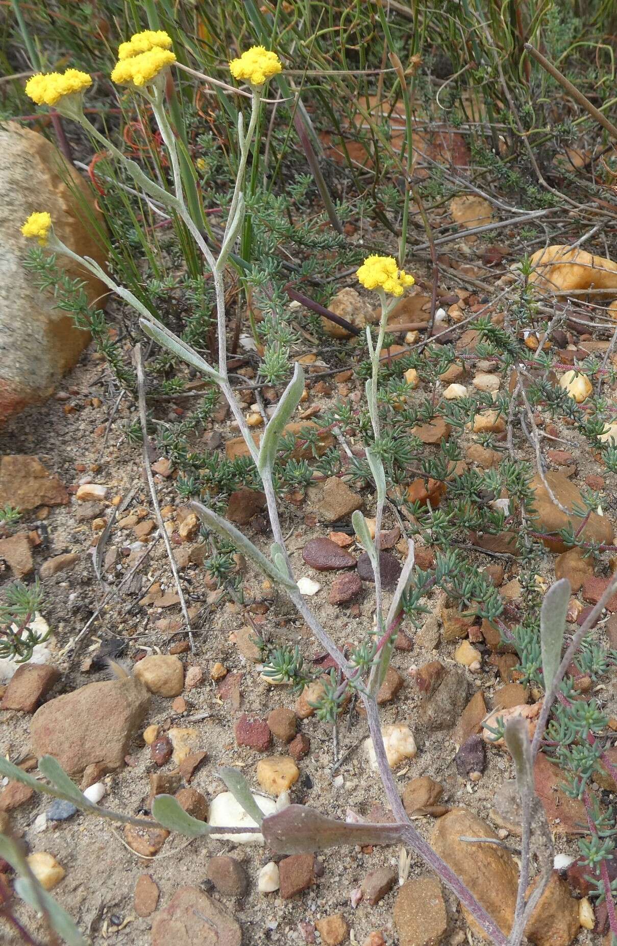 Image of Helichrysum moeserianum Thell.