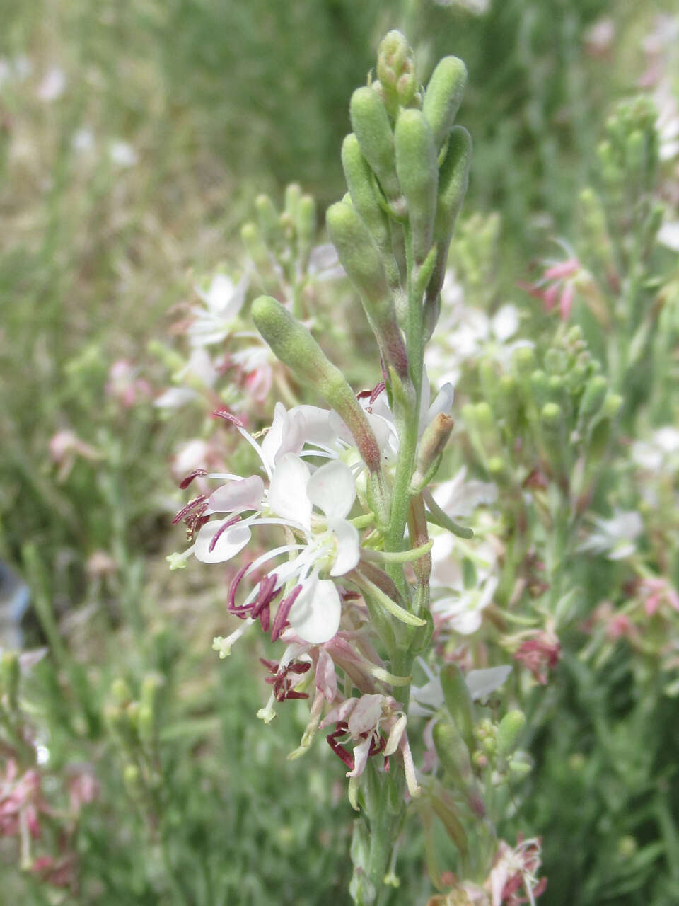 Imagem de Oenothera cinerea (Wooton & Standl.) W. L. Wagner & Hoch