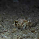 Image of Mushroom Scorpionfish