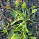 Image de Heteranthera rotundifolia (Kunth) Griseb.